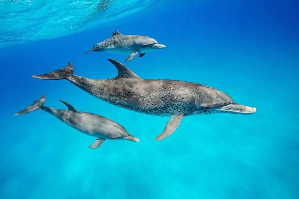 Kizimkazi Dolphins Tour overview photo 1